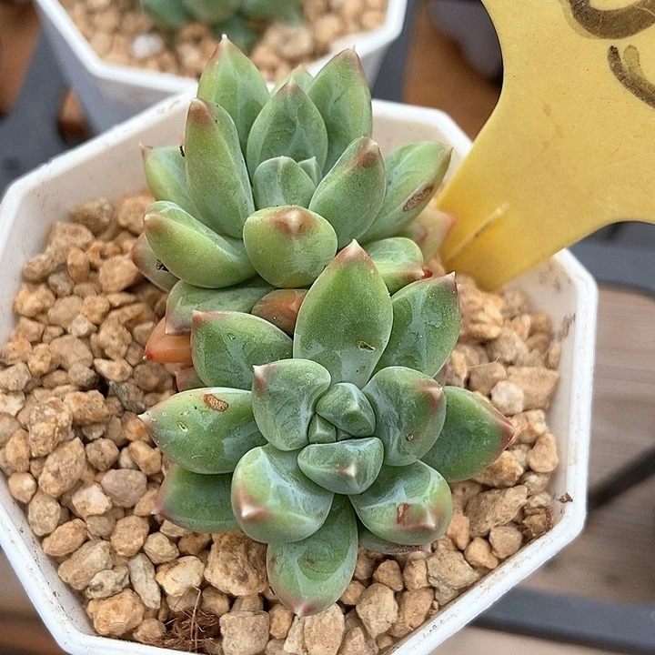 多肉酱雨花石2053
