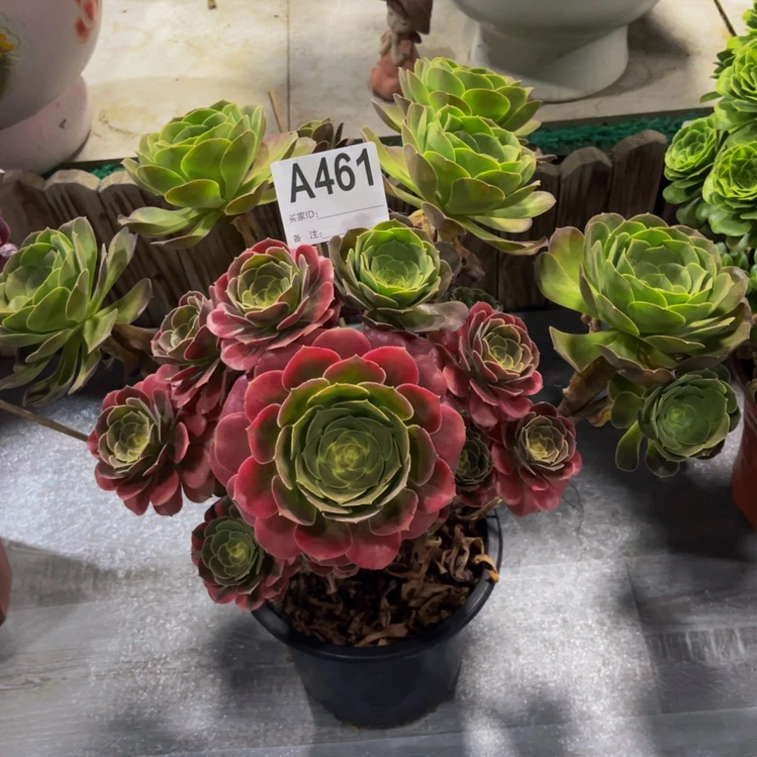 Z**o多肉香妃00000000000461