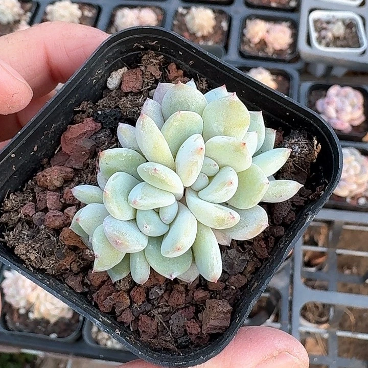 云nv c cv vv g 304