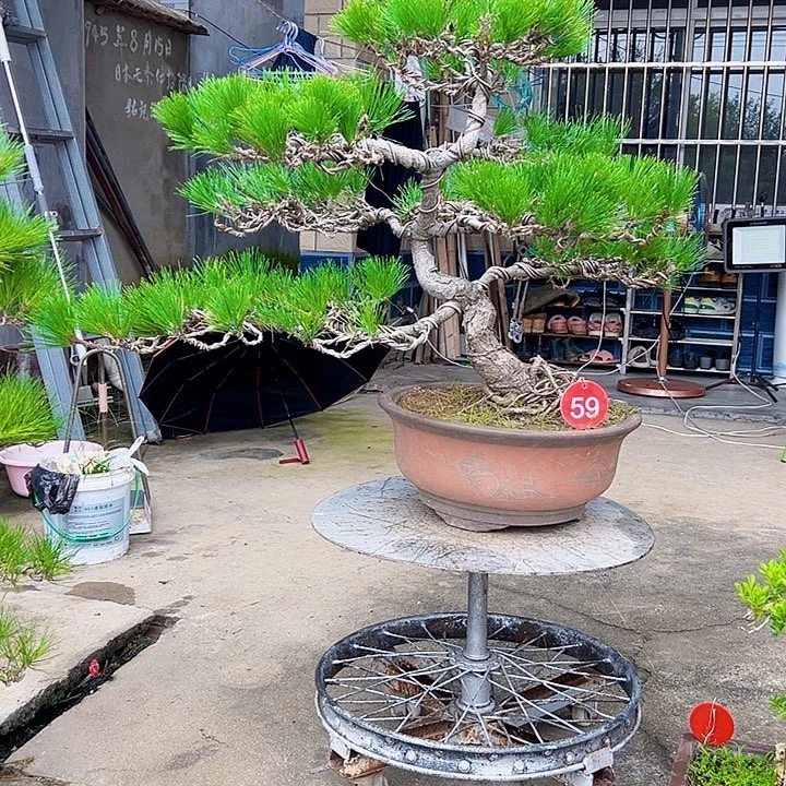 天***上无花朵黑松盆景一颗