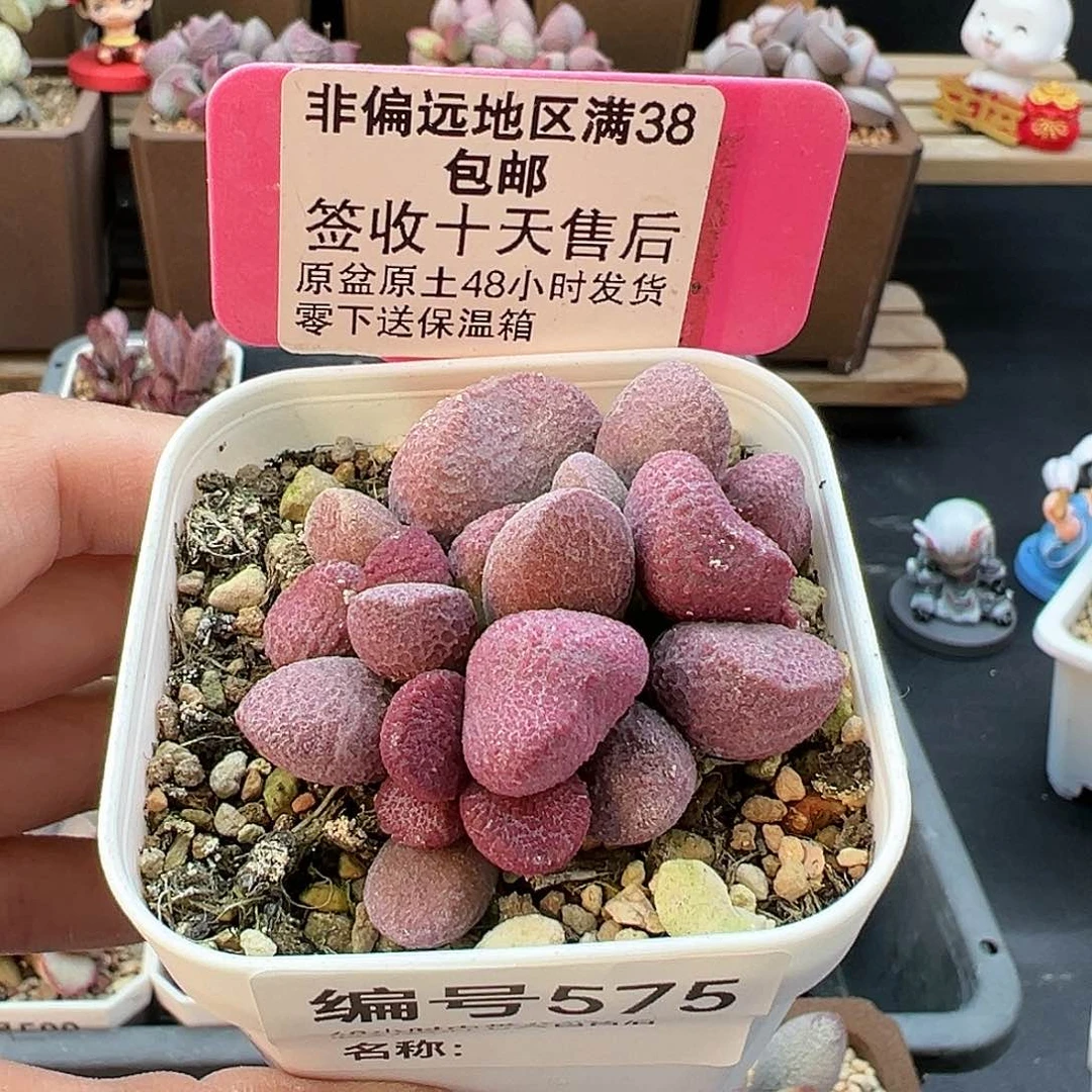 575夏娃多肉植物