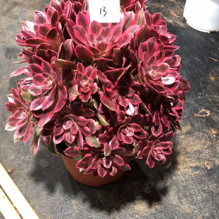 三**资13号 浣纱 多肉植物