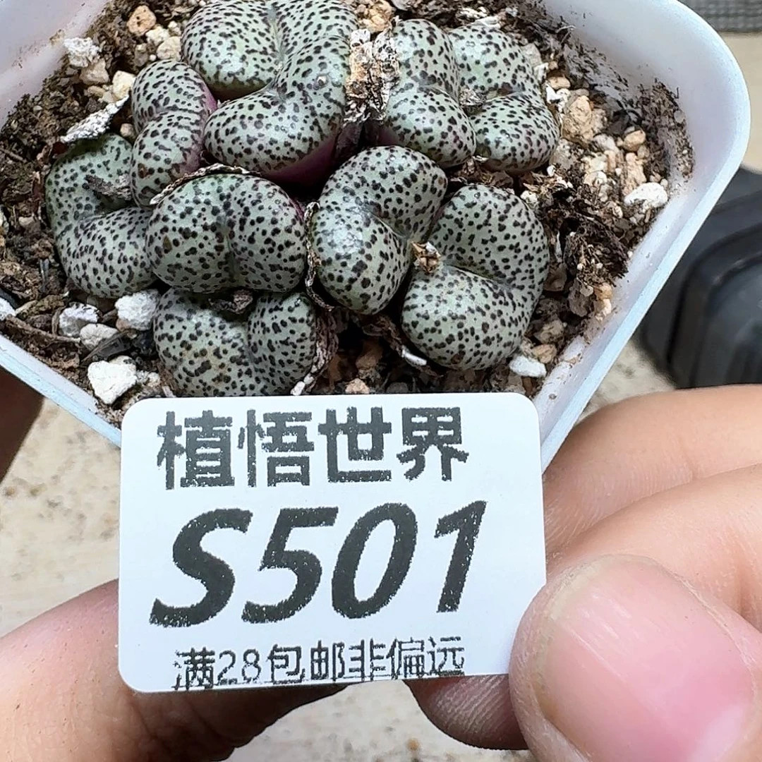 多肉植物的润泽rgh