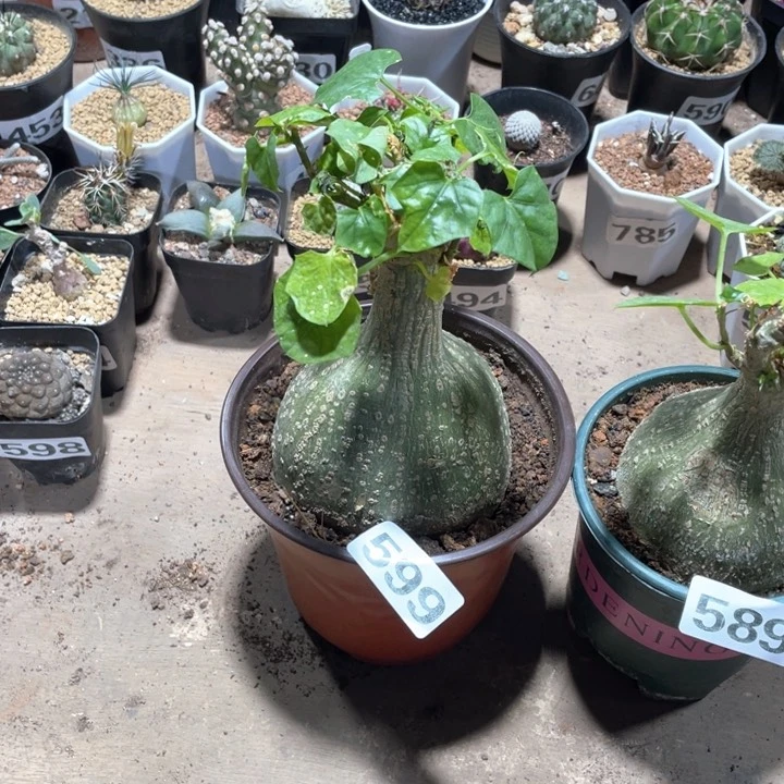 u****o599大睡布袋块根