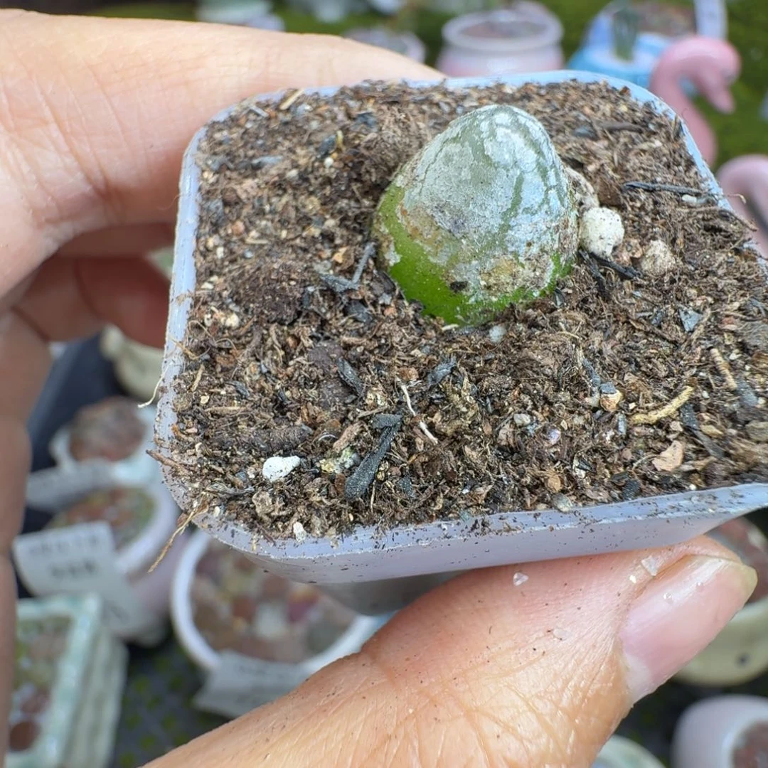 多肉植物开播福利冲728