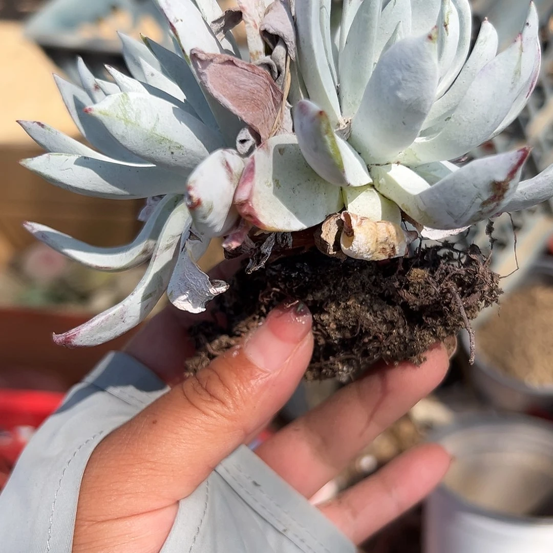 多肉植物雪奴仙女杯