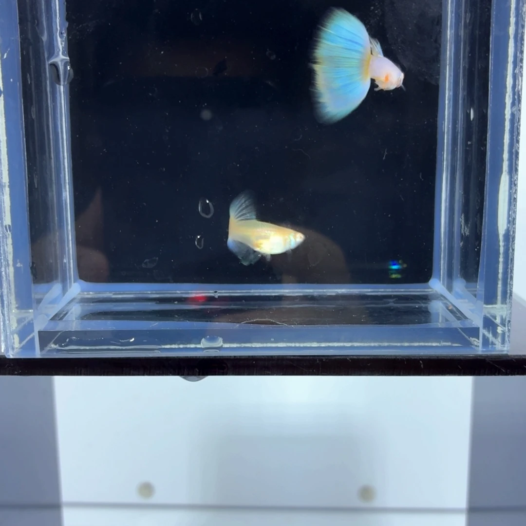 孔雀鱼新加蓝白子一对（40）
