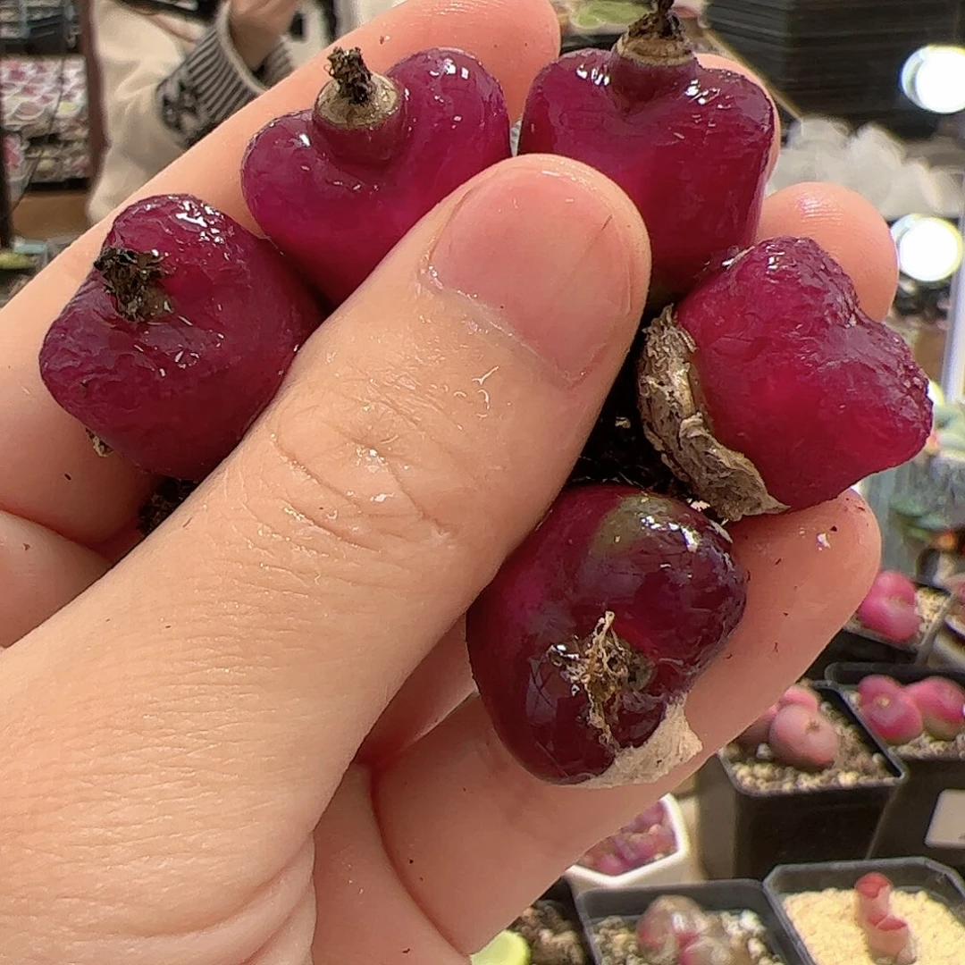 【闪购商品】32 车厘子x5
