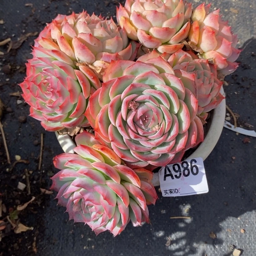 【闪购商品】执**?多肉植物