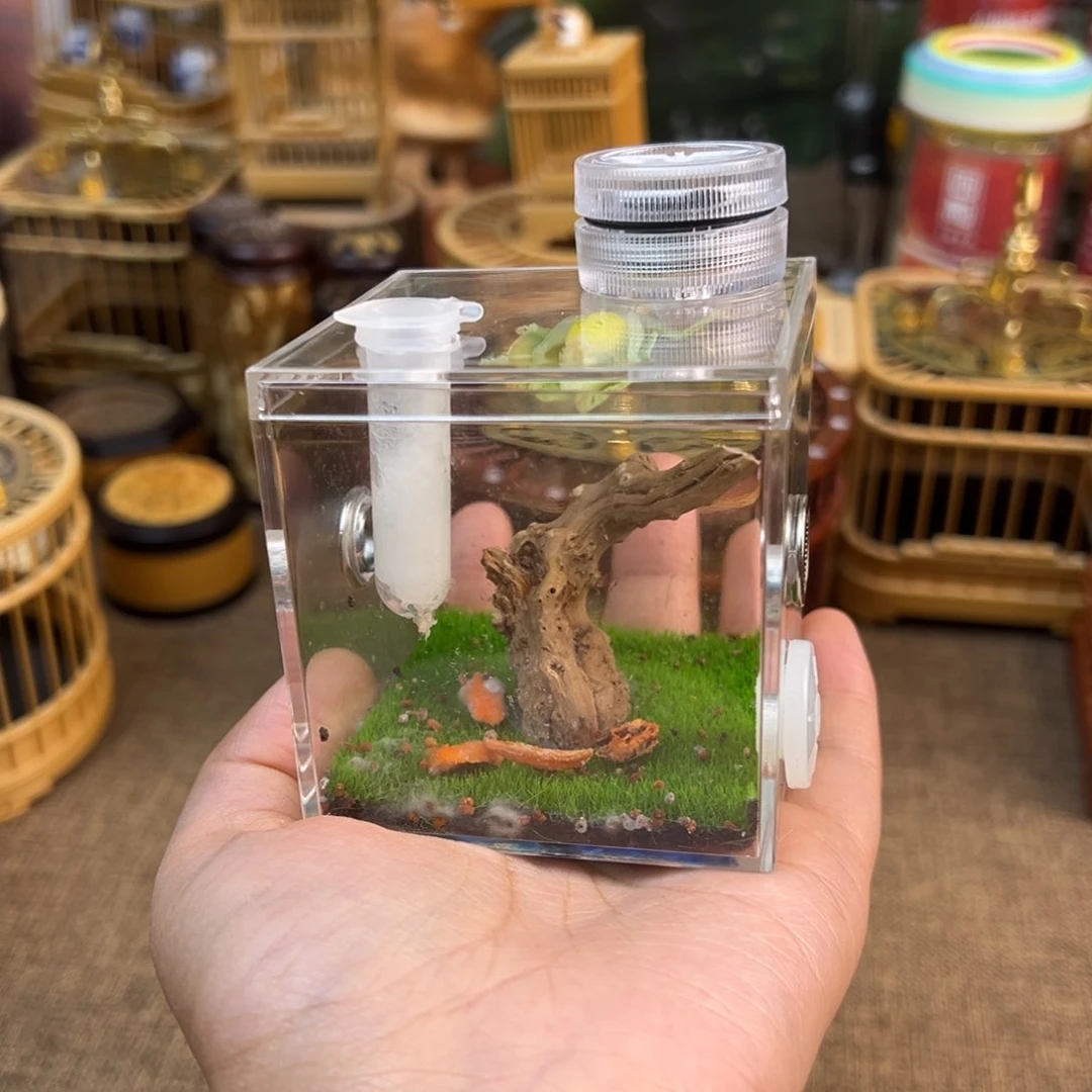生态盒好看漂亮虫具实用
