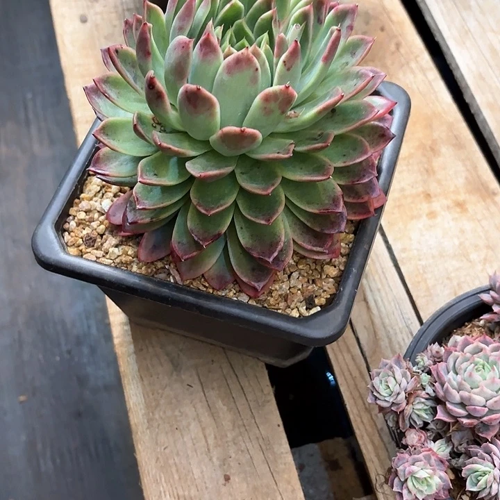 多肉植物，红女巫叠叶