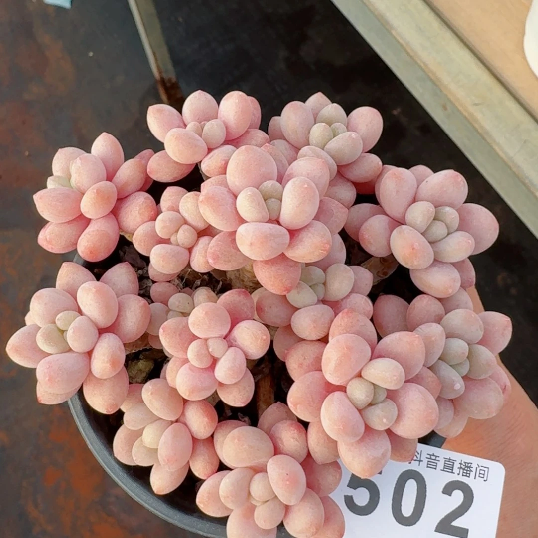 用**阳鱼子酱         精品多肉