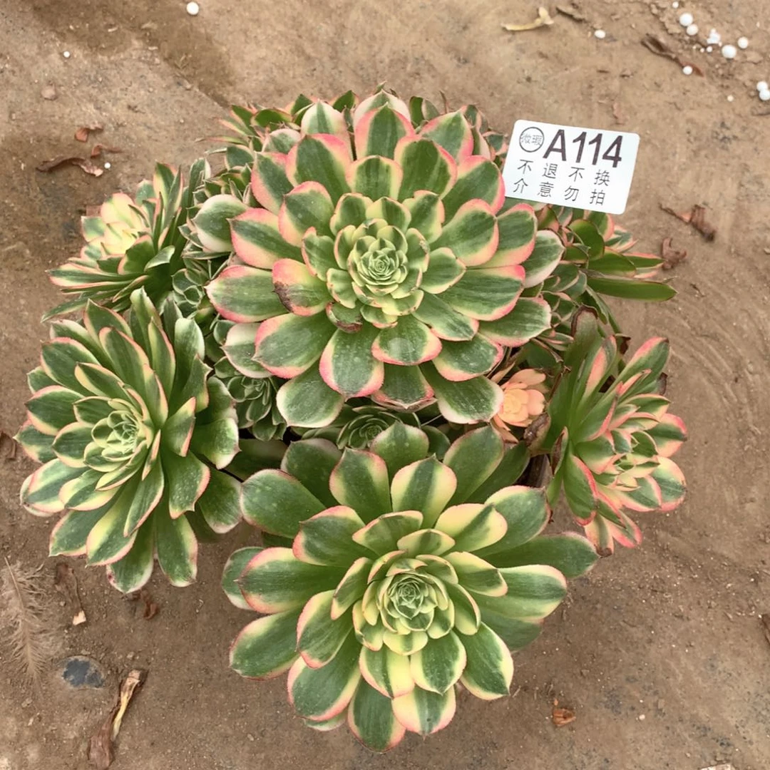 快****天多肉植物粉体海王114