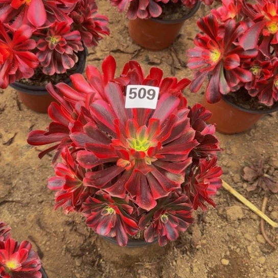 美杜莎4号棚509多肉植物