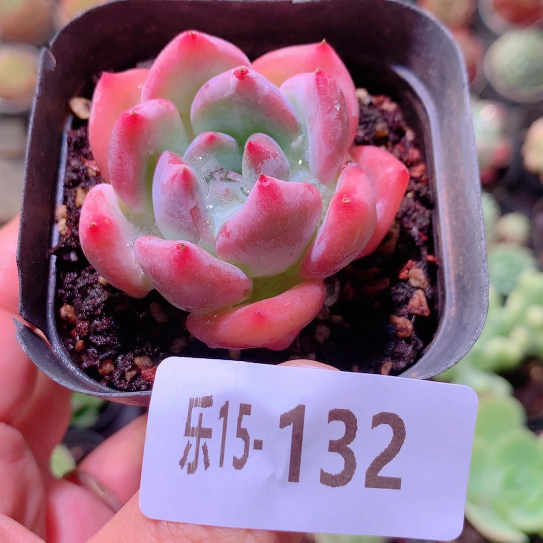 乐然15-132 冰糖单头