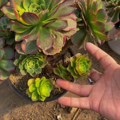 奶白不包断20多肉