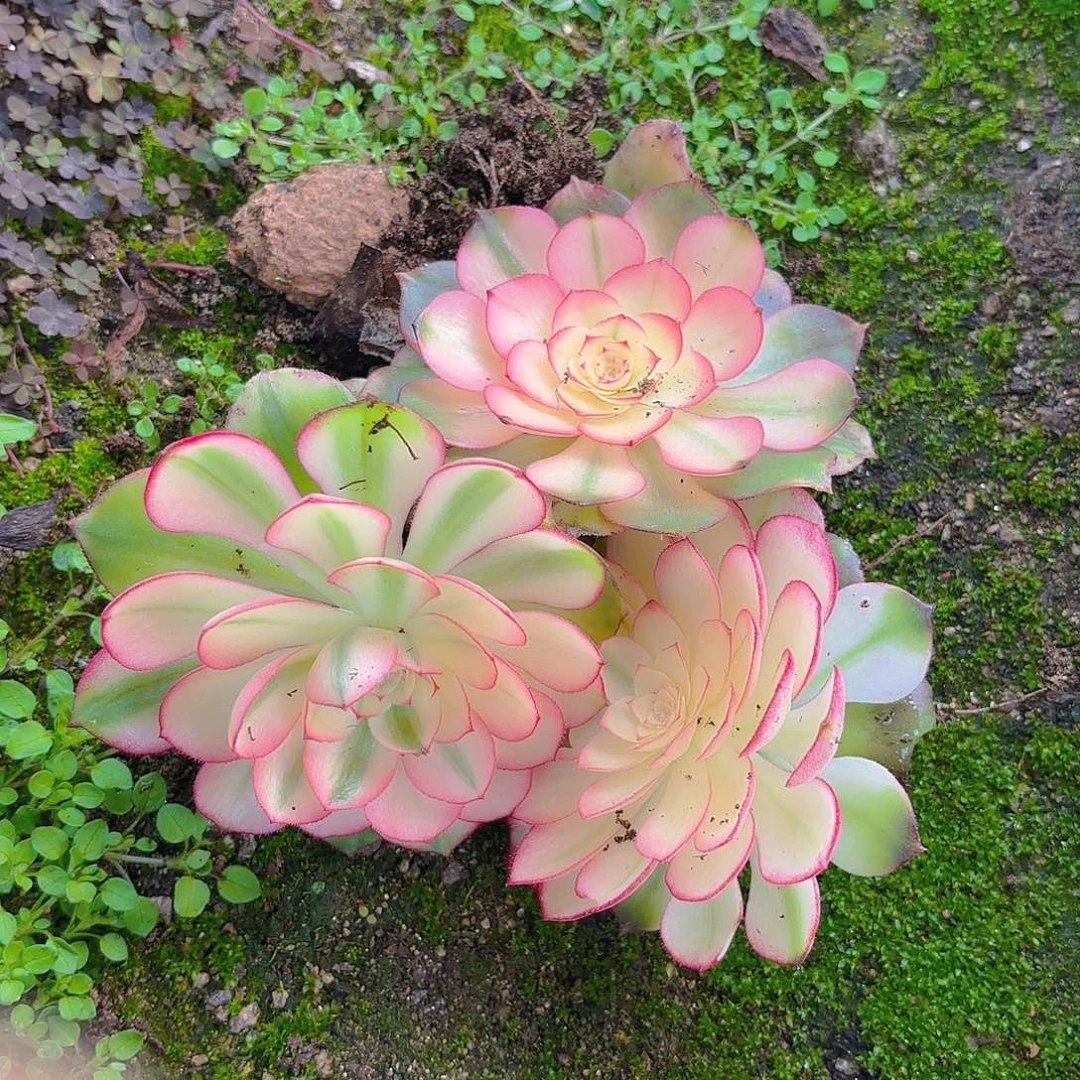 荔枝三颗组单头多肉植物