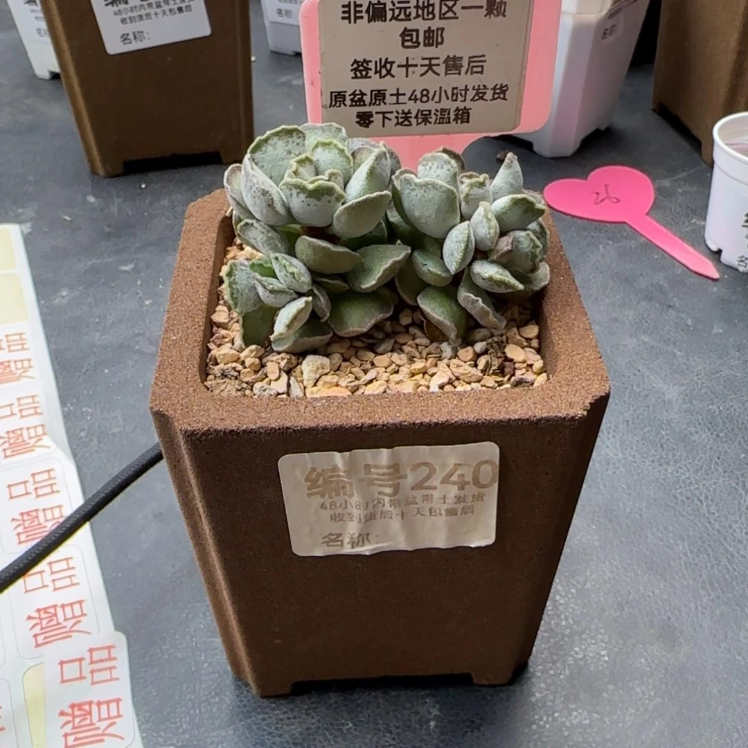 清****习240毛库珀多肉植物