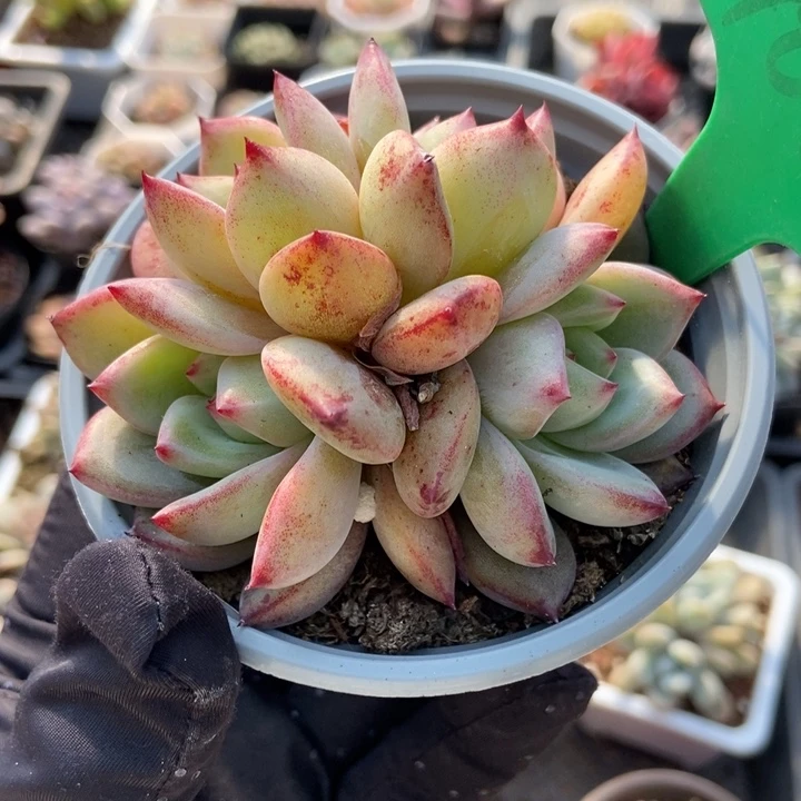 966夜魔侠多肉植物保护