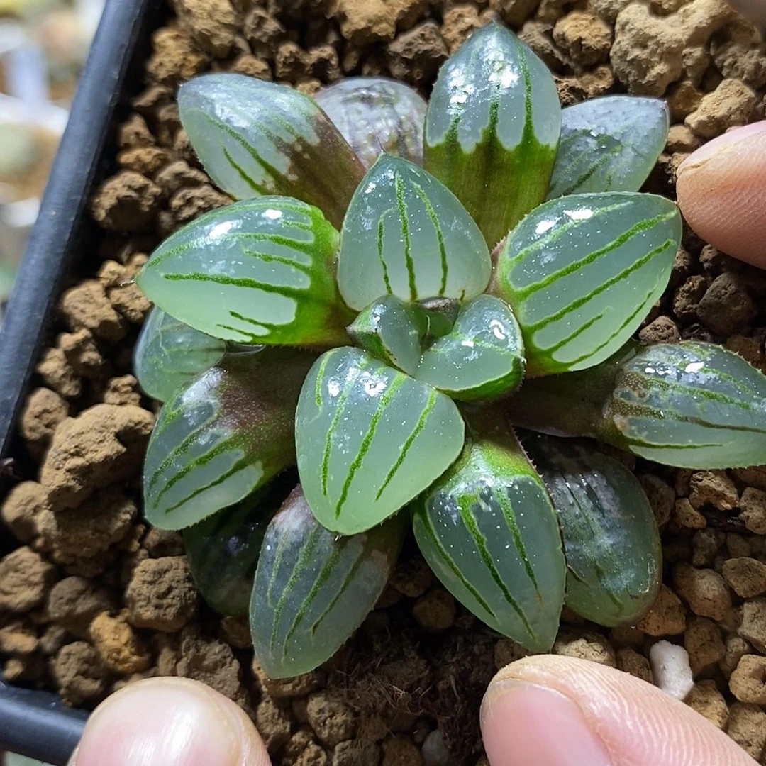 163翠虎康平哈哈哈哈