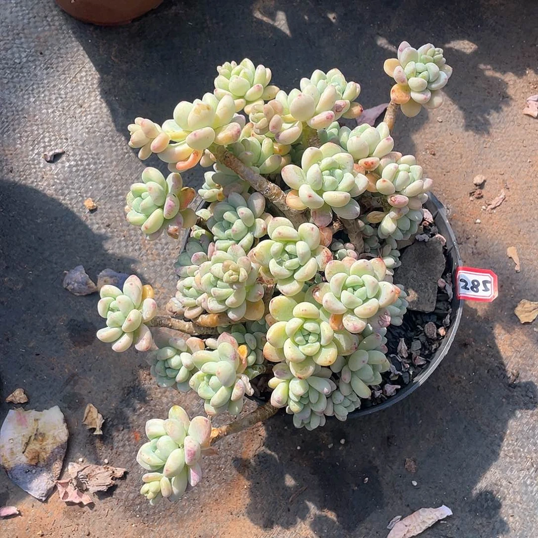 285劳尔 一物一拍多肉