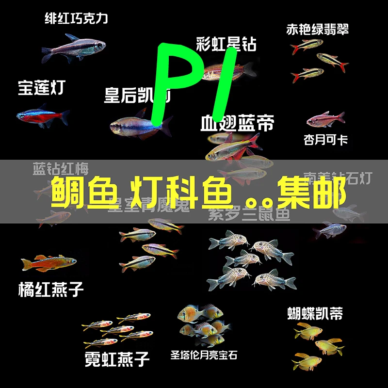 观赏鱼集邮小型灯科鱼南美食土鲷热带鱼集邮组合鱼观赏鱼