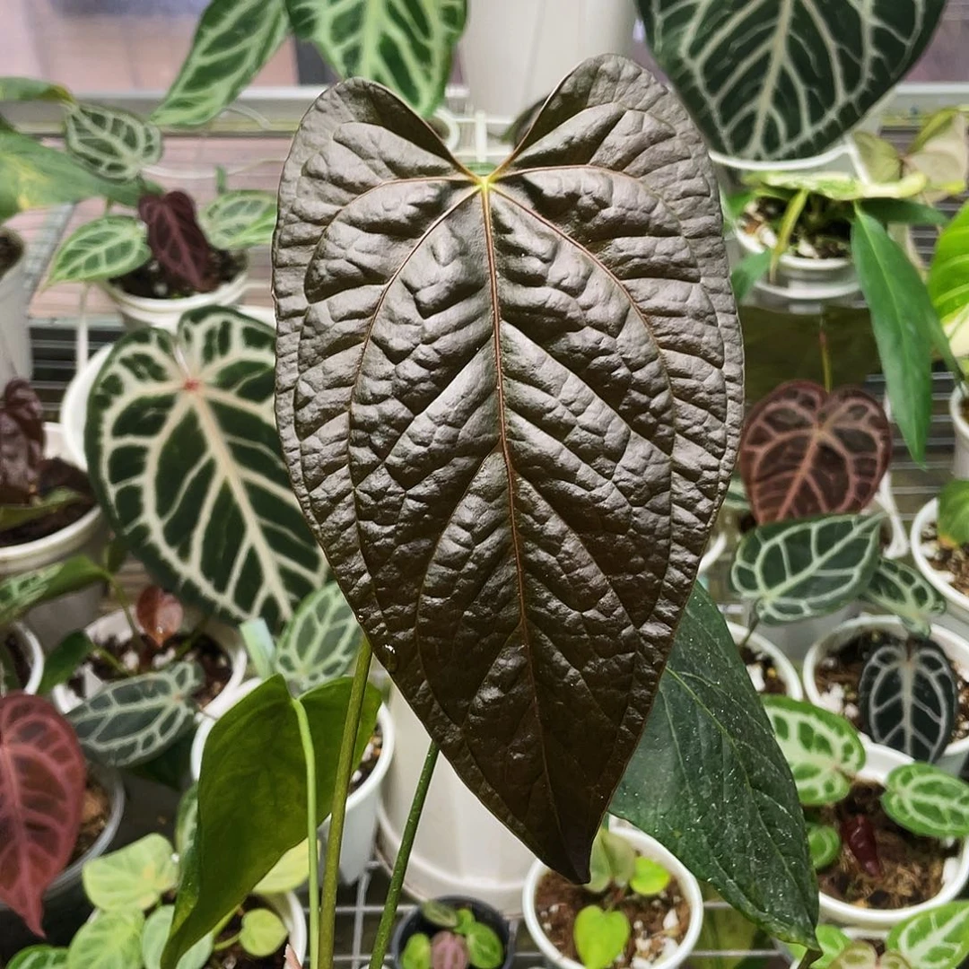 完全开放女王之心