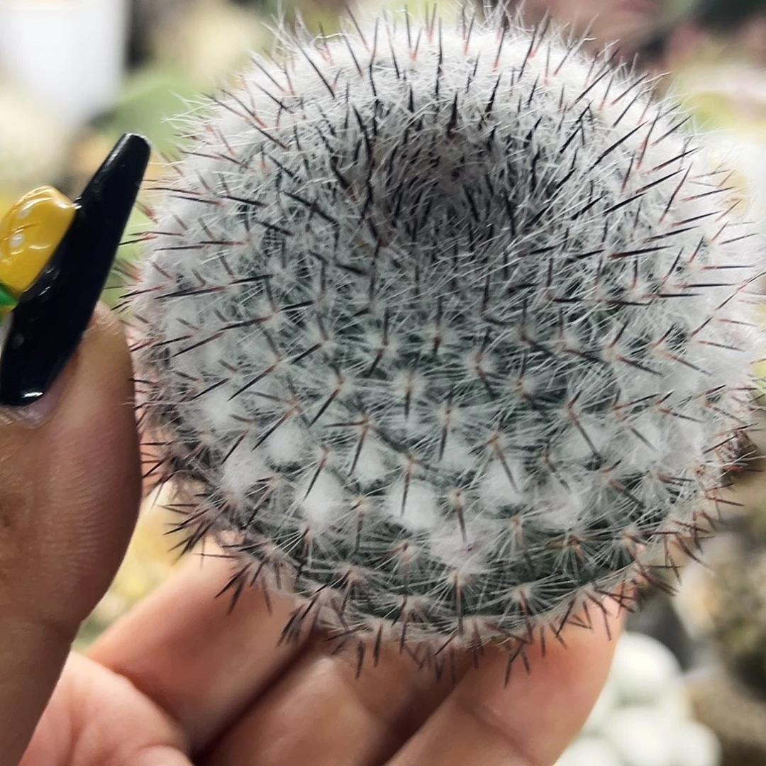 海豹仙人球66666666