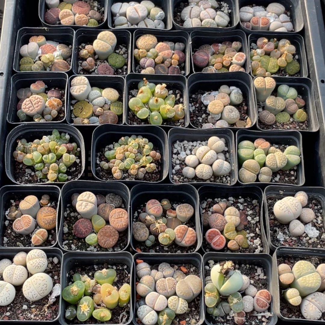 元旦福利下单就送（随单发勿拍）