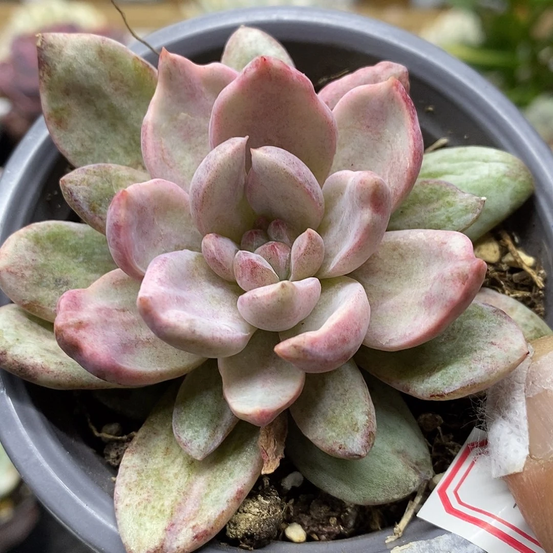 1474 香槟雪花锦有血斑