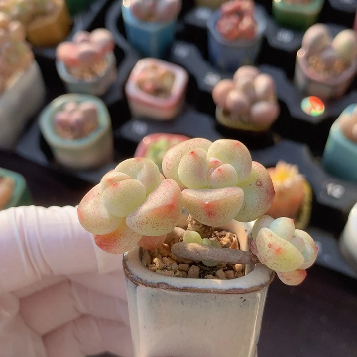 020 小脸冰玉 撒血点 3+1 头 木质