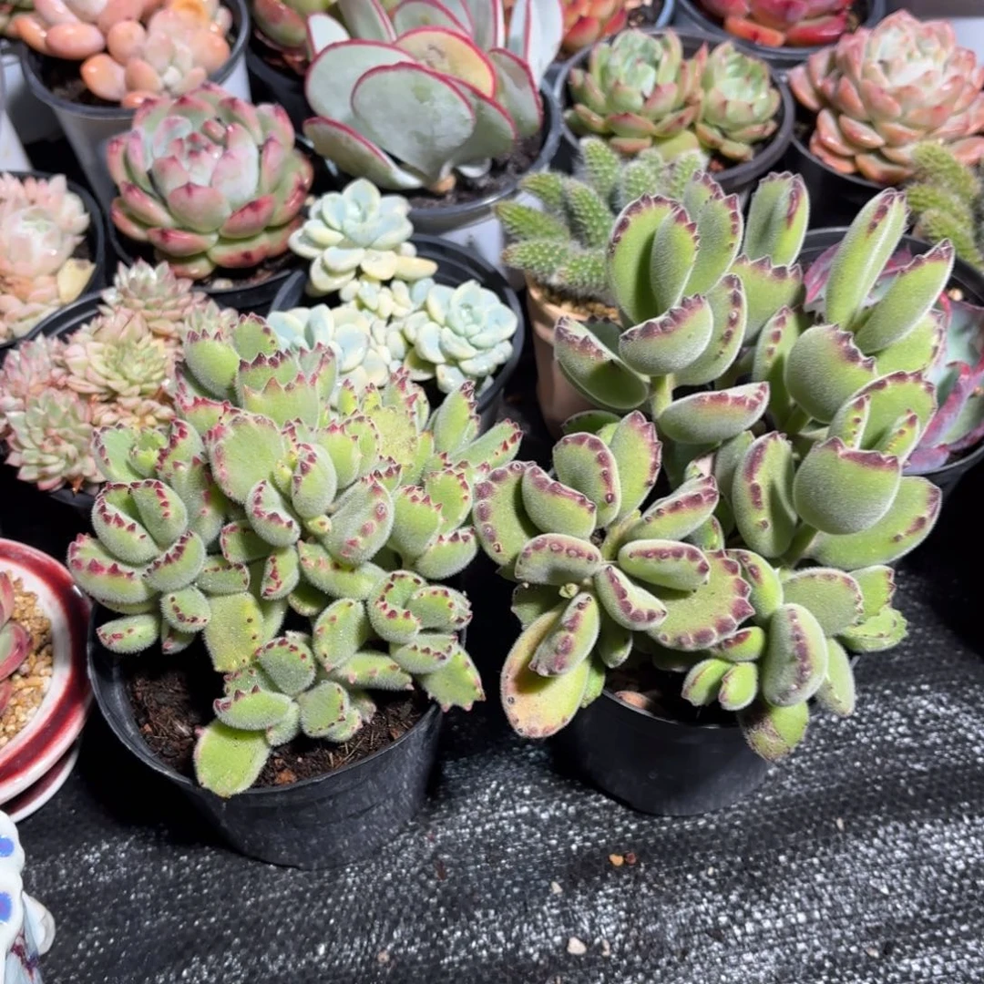 黄熊➕绿熊2盆一组特价