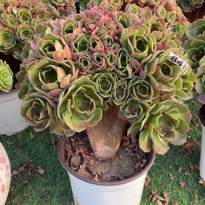 22厘米左右朵朵缀848号