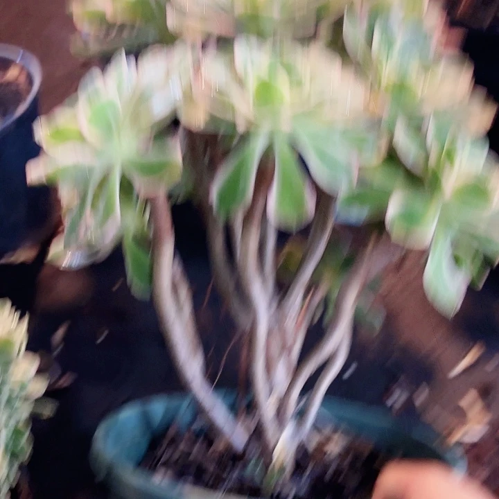 多肉植物绿玫瑰194