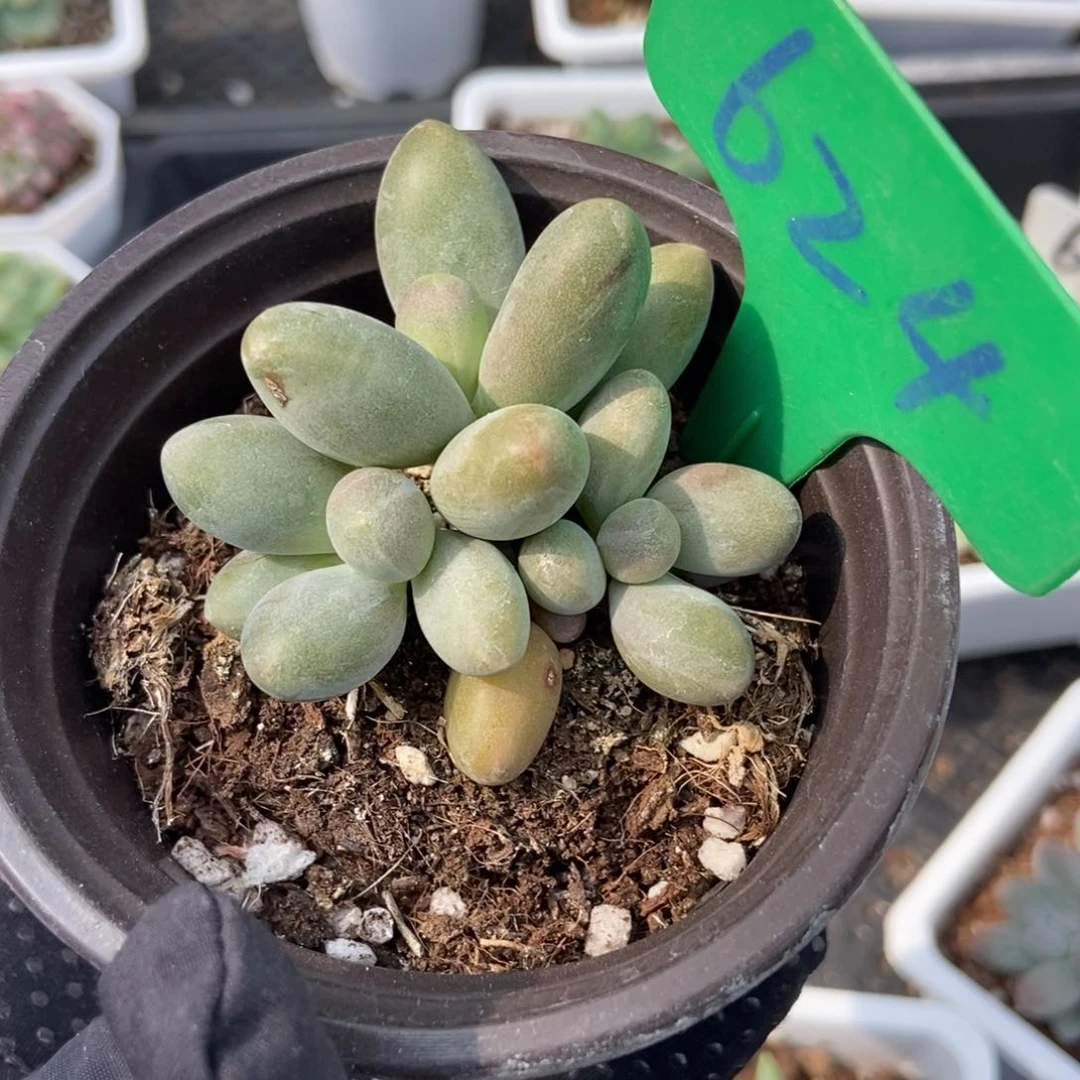 624糖果美人多肉植物保护