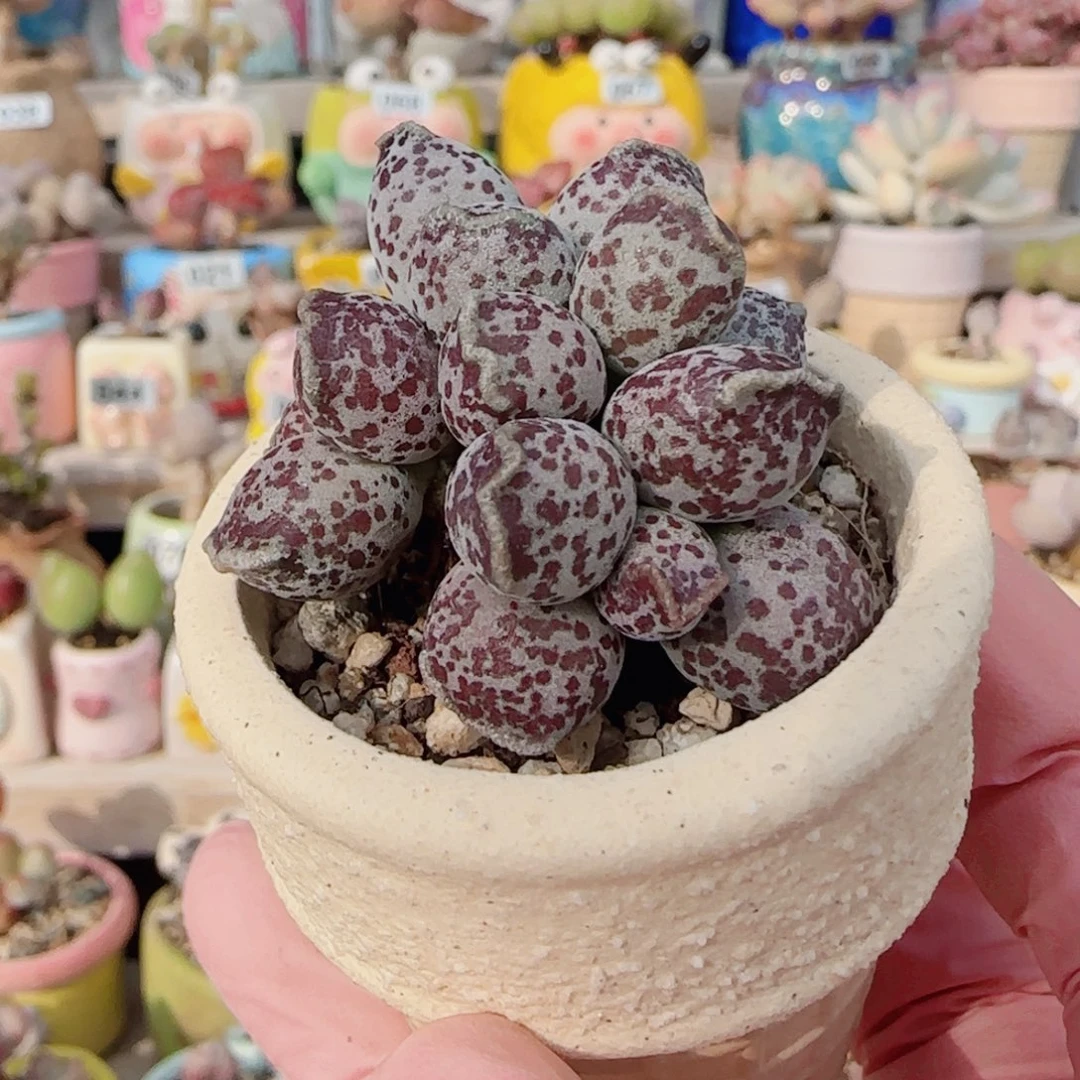 芝麻球海豹 盆口4cm
