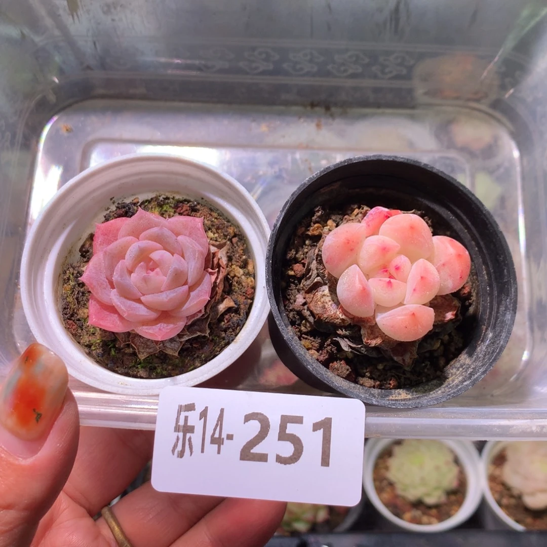 乐然14-251 框拍2颗