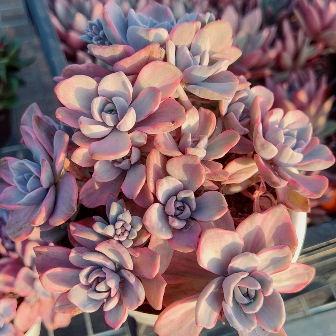 理查德夫人整装整群