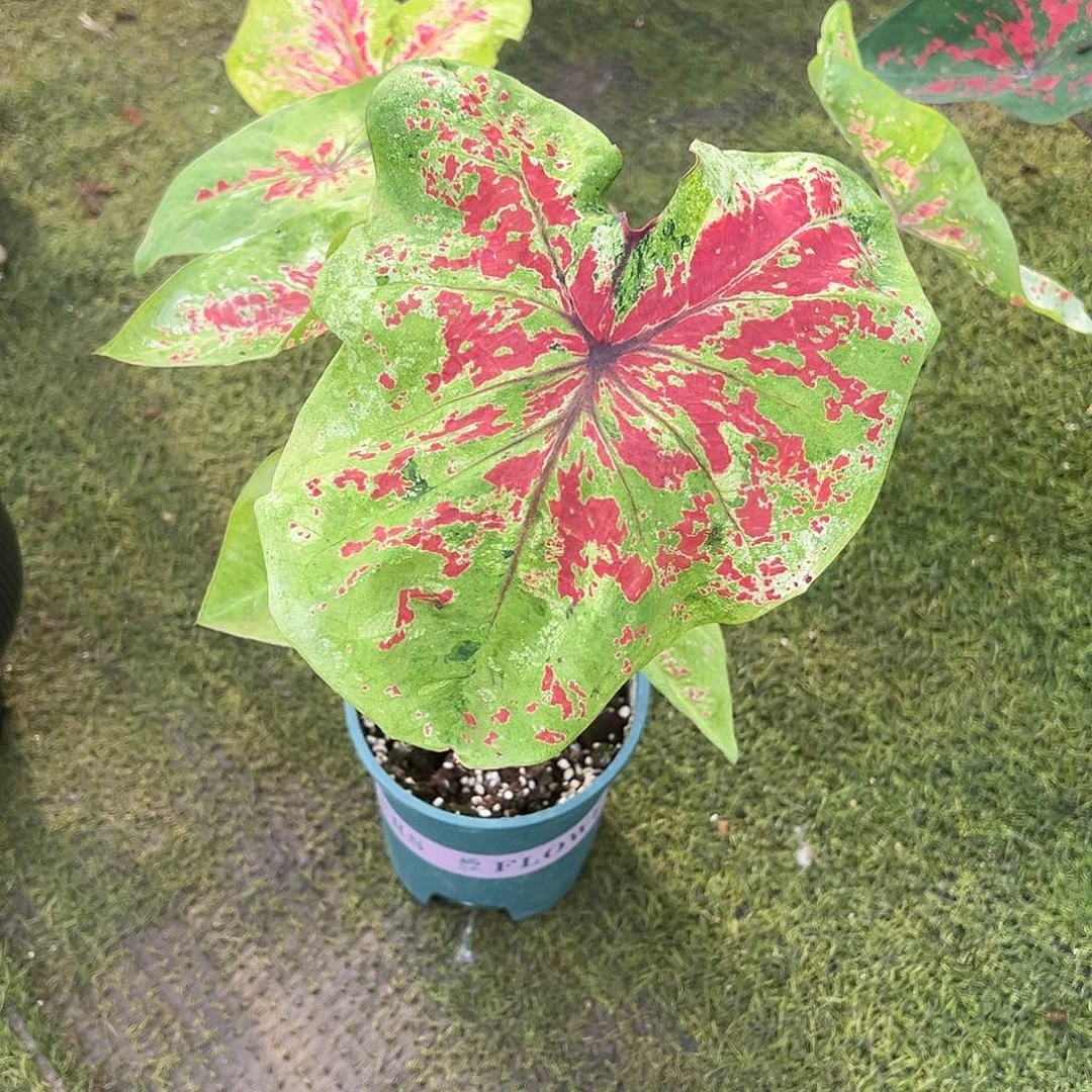 无花朵覆盆子彩一天4