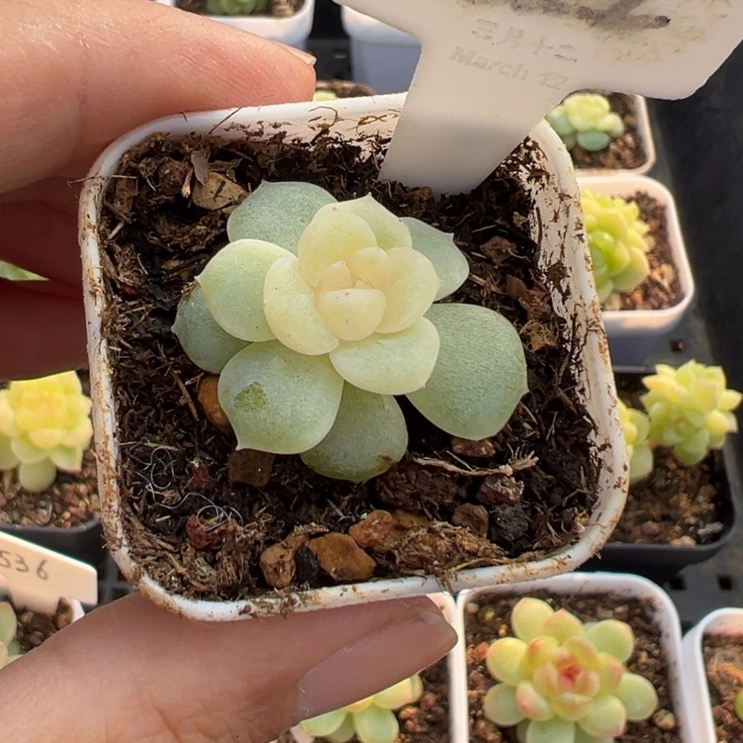 用***1622号无尽月，晗雨多肉