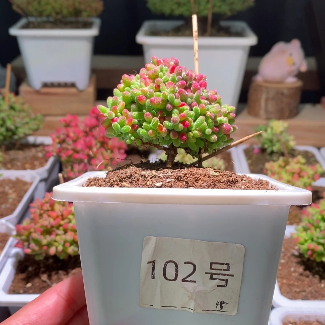 蜜橘带盆土发货一物一拍