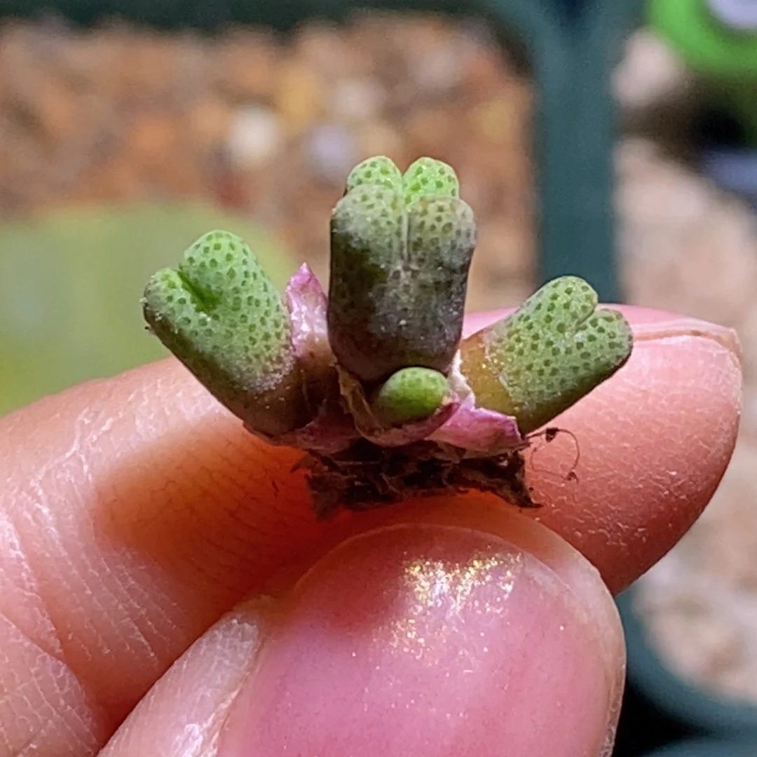 6头955斑马6头955斑马