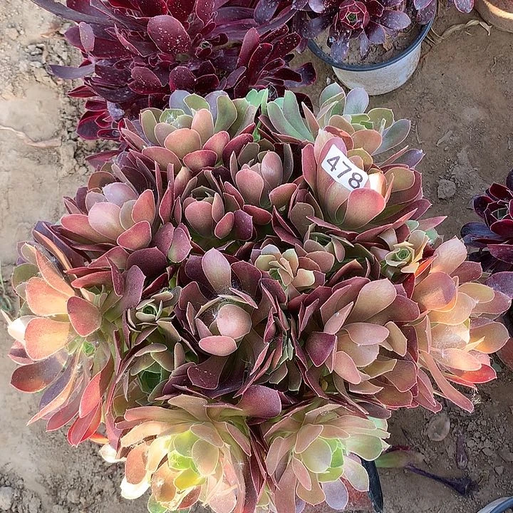 478柠檬玫瑰多肉植物1