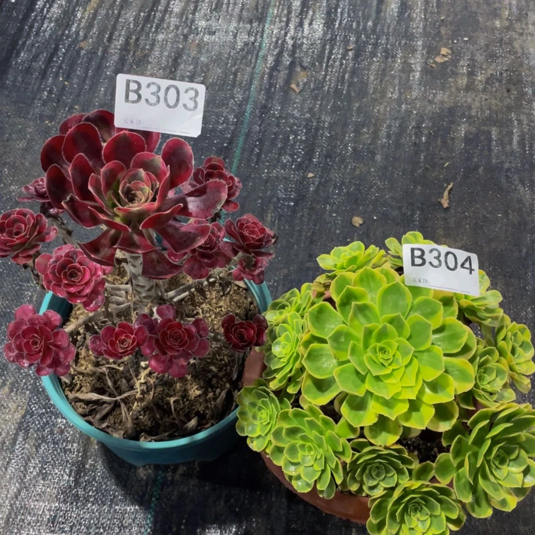 哈***3两颗多肉植物303  304