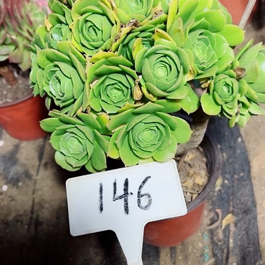 多肉植物绿羊绒法师