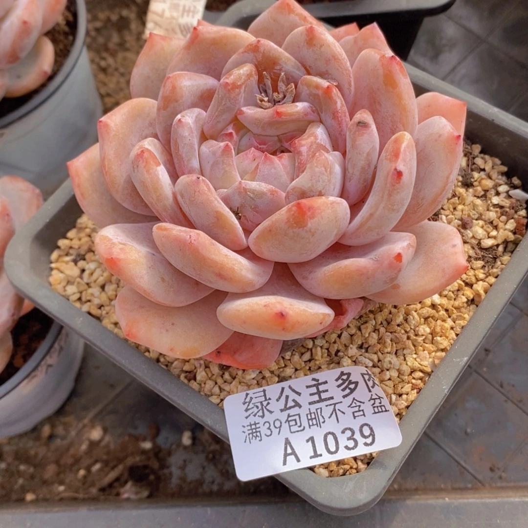 橙子10cm1039多肉植物