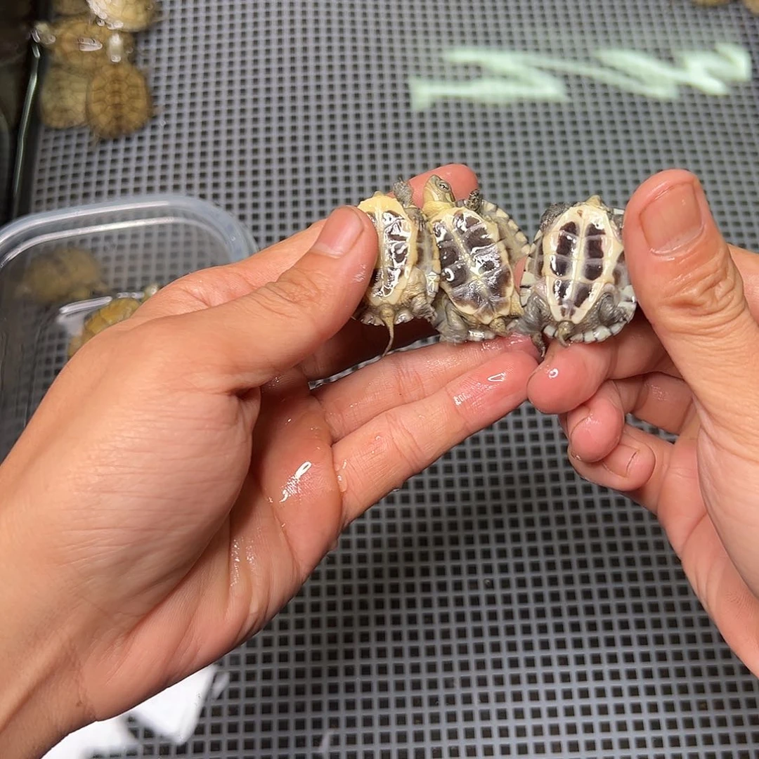 母绿毛龟醒***了6号 50