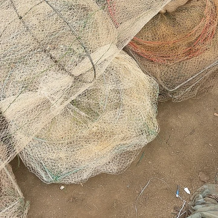 知***子鱼笼5159567979555858