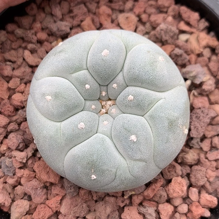 完全开放卢**室仙人球的世界里有