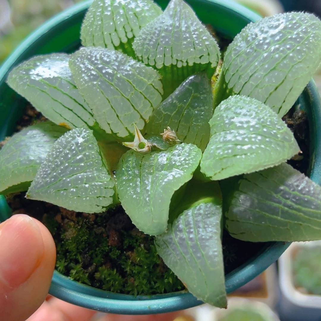 天空之境玉露多肉多肉1